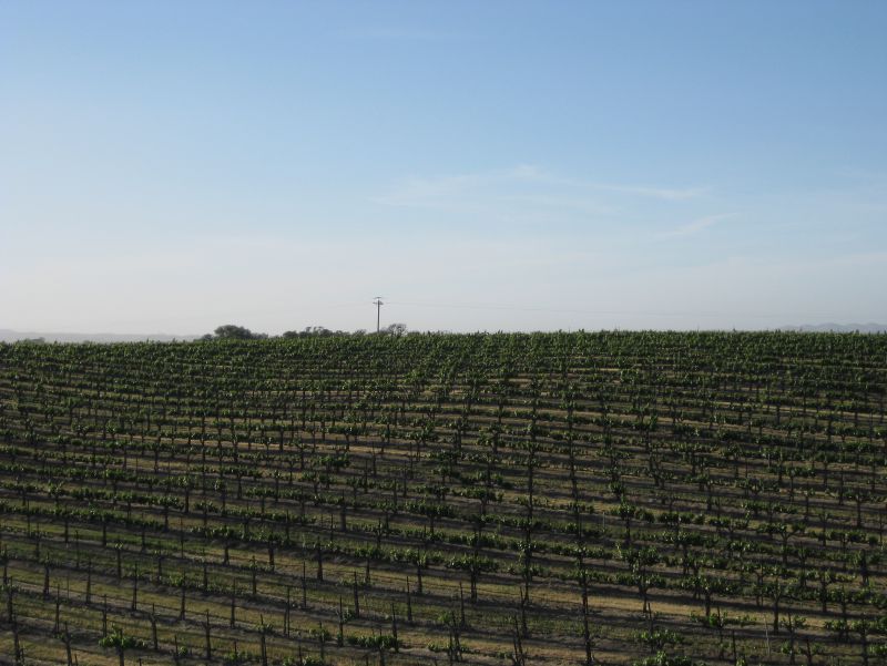 Eberle Vines 1