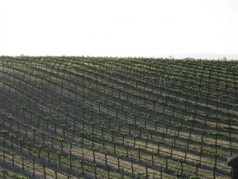 Eberle Vines 3