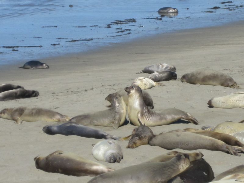 Elephant Seal Close-up