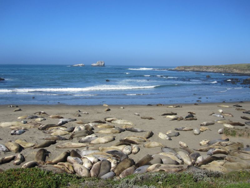 Vista Point Elephant Seal Rookery