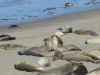 Elephant Seal Close-up